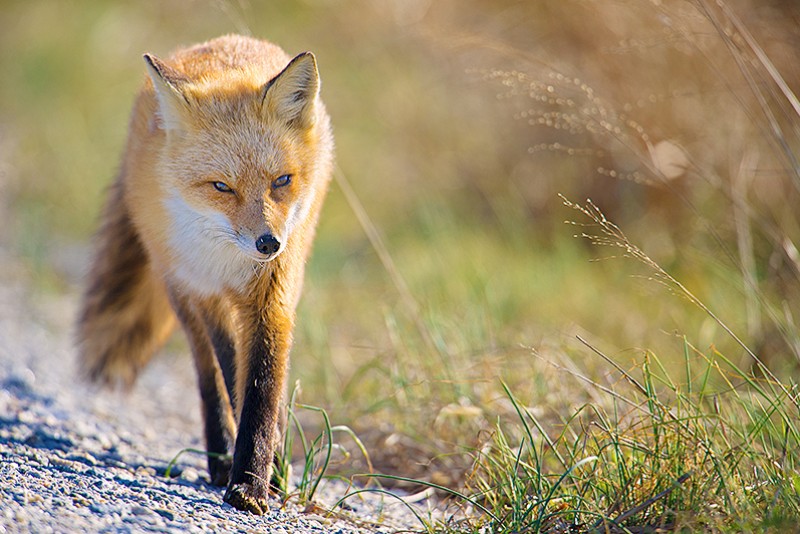 Out for a Stroll