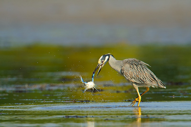 The Heron and the Crab