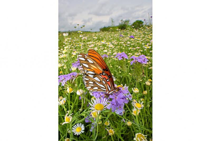 Fritillary in Wildflowers