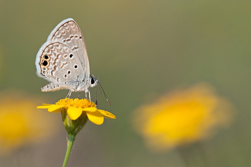 Atop a Flower