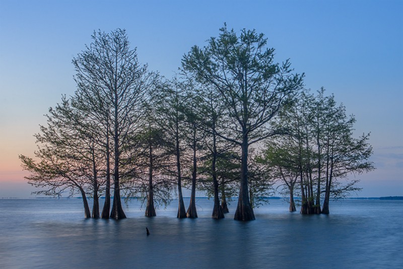 Cypress Guard
