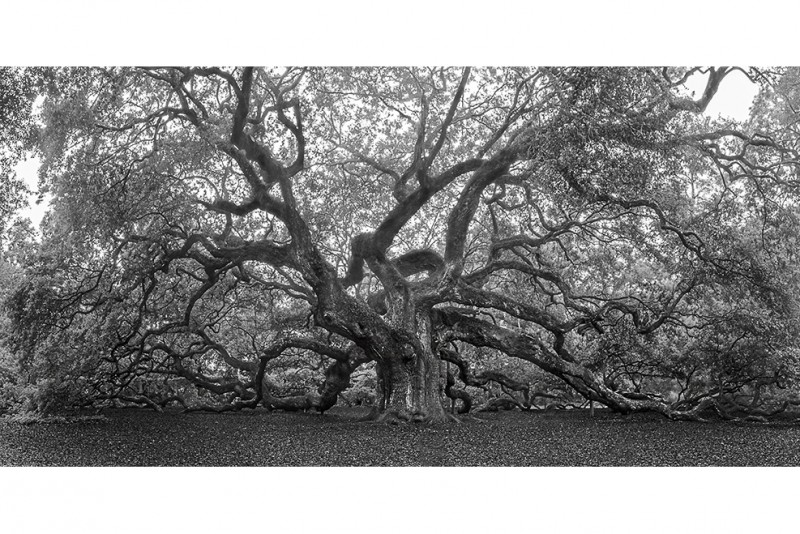 Angel Oak