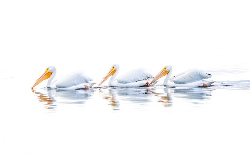 White Pelicans