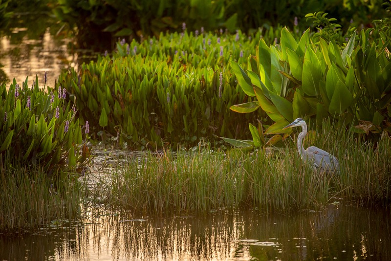 Morning on the Marsh