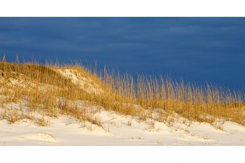 Weathered Sea Oats