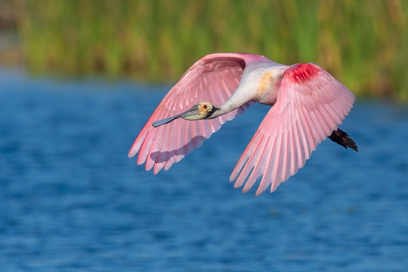 Roseate Flight